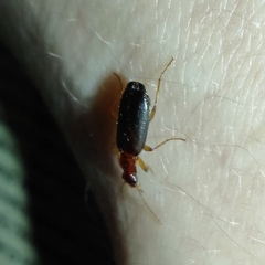 Coleoptera