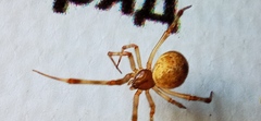 Parasteatoda