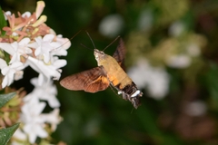 Macroglossum bombylans