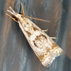 Microcrambus elegans