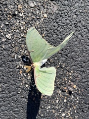 Actias luna