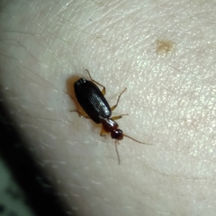 Coleoptera
