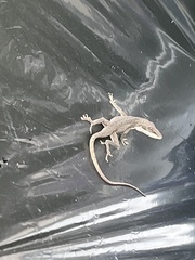 Anolis carolinensis