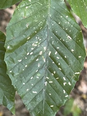 Acalitus ferrugineum