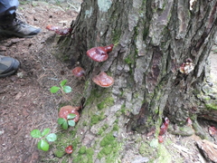 Ganoderma tsugae
