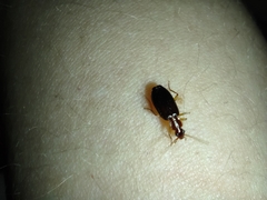 Coleoptera