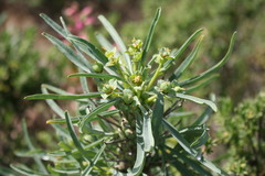 Euphorbia loricata