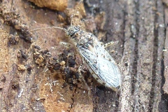 Brachycarenus tigrinus