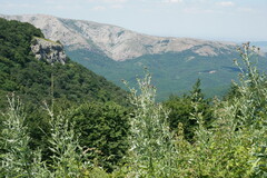 Cirsium arvense vestitum