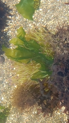Anemonia viridis