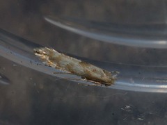 Phyllonorycter