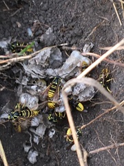 Vespula vidua