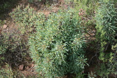 Euphorbia loricata