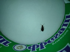 Coleoptera
