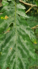 Erysiphe alphitoides