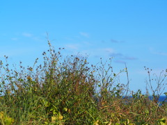Bidens alba