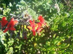 Pelargonium fulgidum