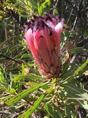 Protea neriifolia