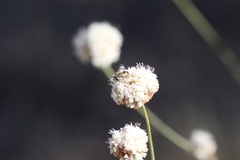 Eristalis arbustorum