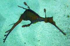 Phyllopteryx taeniolatus