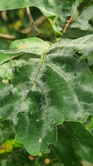 Erysiphe alphitoides