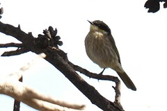 Gavicalis virescens
