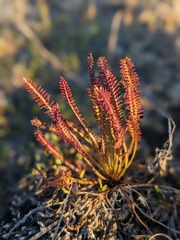 Pedicularis