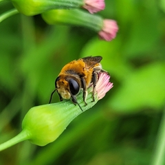 Megachile lanata