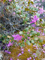 Rhododendron ledebourii