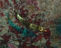 Halichoeres nebulosus