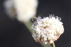 Eristalis arbustorum