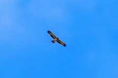 Hieraaetus morphnoides