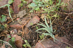 Freesia viridis crispifolia