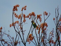 Poicephalus meyeri damarensis