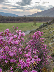 Rhododendron ledebourii