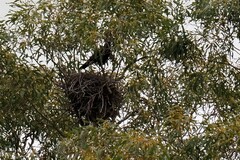 Corvus mellori