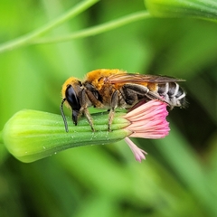 Megachile lanata