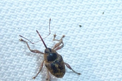 Curculio nucum