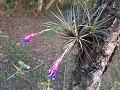 Tillandsia aeranthos