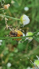 Araneus quadratus