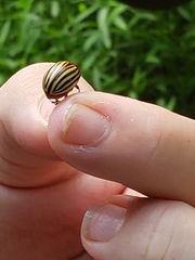 Leptinotarsa decemlineata