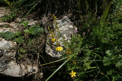 Hypericum linarioides