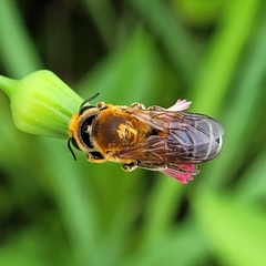 Megachile lanata