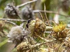Ancistrocerus haematodes