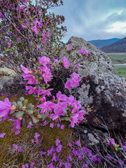 Rhododendron ledebourii