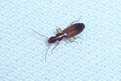 Paradromius linearis
