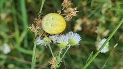 Araneus quadratus