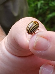 Leptinotarsa decemlineata