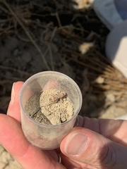 Dasymutilla quadriguttata