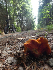 Hypomyces lactifluorum